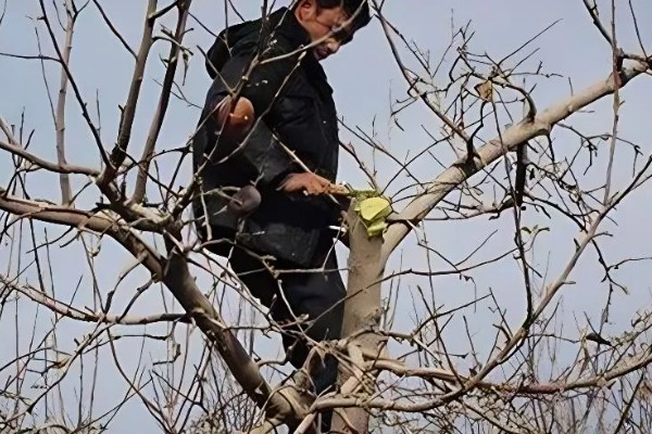 苹果树冬季的修剪方法,将过于密集的枝条疏剪掉