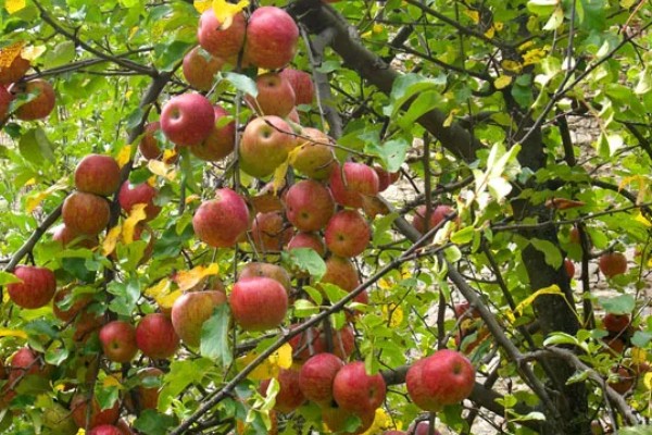 苹果树冬季的修剪方法,将过于密集的枝条疏剪掉