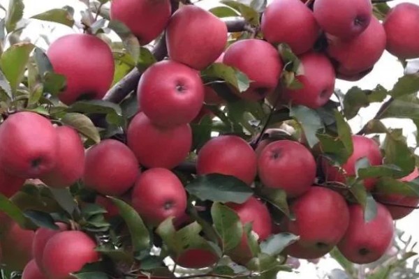 苹果树冬季的修剪方法,将过于密集的枝条疏剪掉