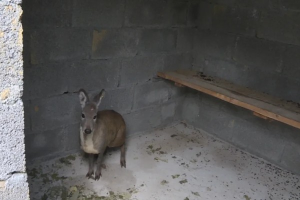 林麝能不能人工养殖,养殖期间每天饲喂3次