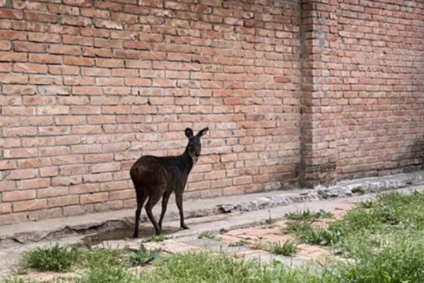 林麝能不能人工养殖,养殖期间每天饲喂3次