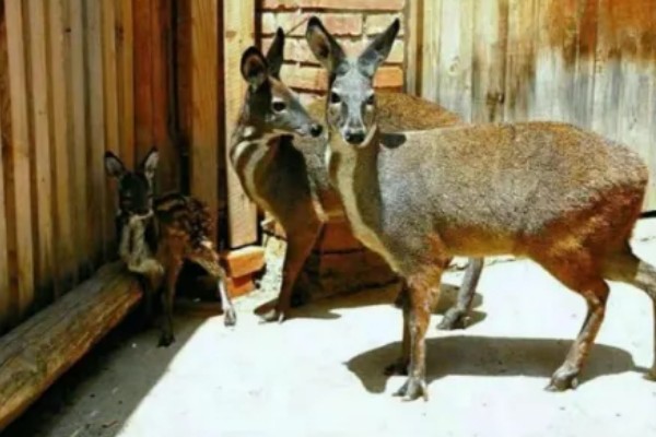 林麝能不能人工养殖,养殖期间每天饲喂3次