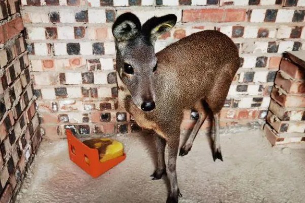 林麝能不能人工养殖,养殖期间每天饲喂3次