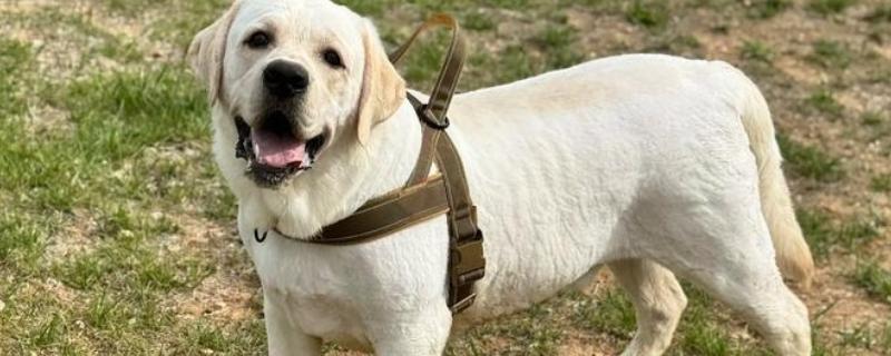 拉布拉多的性格优势，它的性格温顺友好