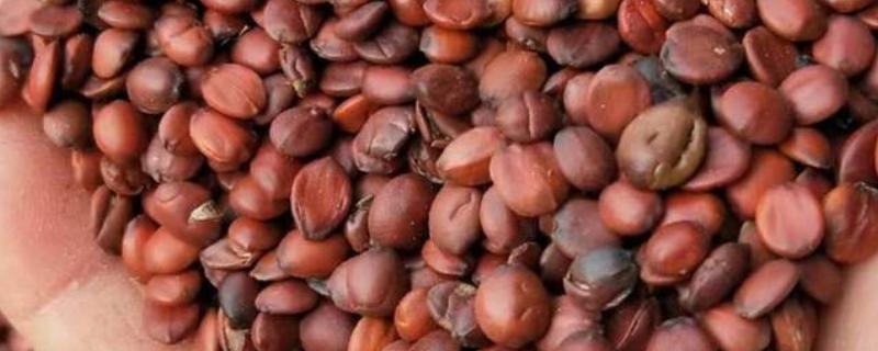 种柏子仁用什么土，一般选择中性土壤