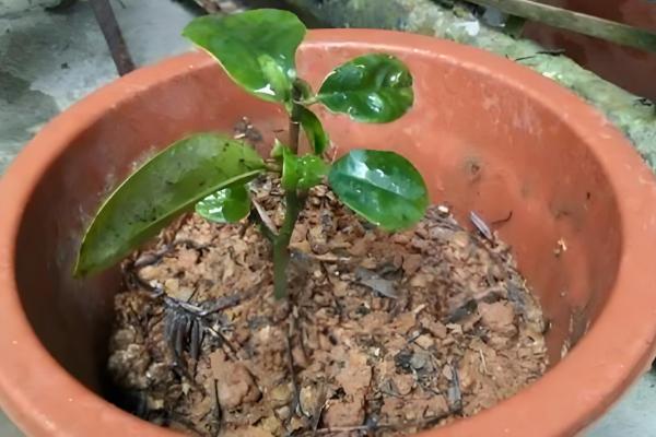 含笑花怎么扦插,对枝条消毒风干伤口再插入土壤中