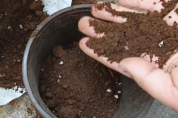 含笑花怎么扦插,对枝条消毒风干伤口再插入土壤中