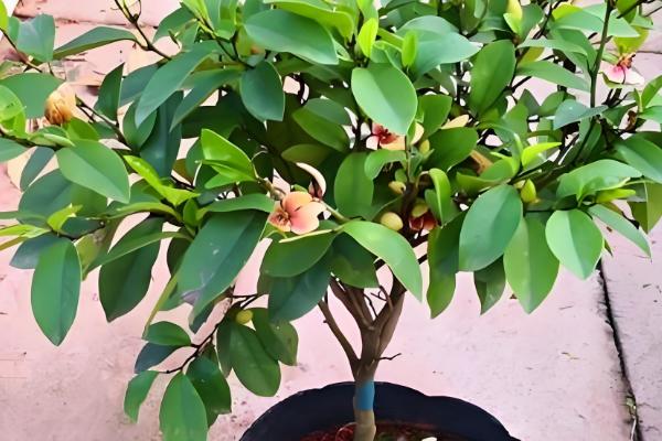 含笑花怎么扦插,对枝条消毒风干伤口再插入土壤中