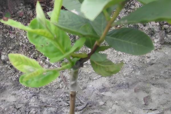 含笑花怎么扦插,对枝条消毒风干伤口再插入土壤中