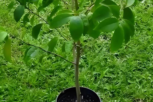 含笑花怎么扦插,对枝条消毒风干伤口再插入土壤中