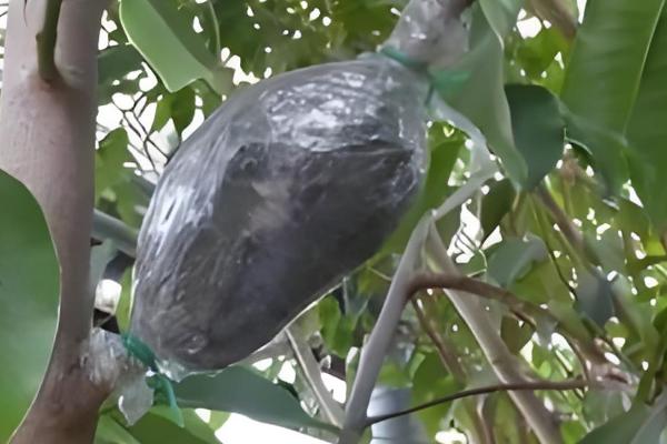 含笑花怎么扦插,对枝条消毒风干伤口再插入土壤中