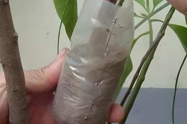 含笑花怎么扦插,对枝条消毒风干伤口再插入土壤中