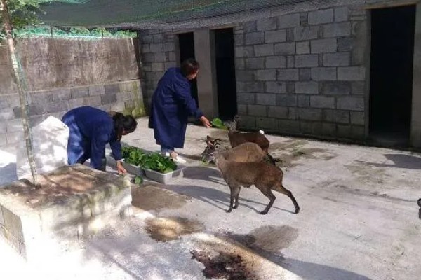 林麝能不能人工养殖,养殖期间每天饲喂3次