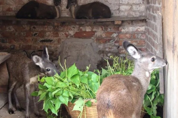 林麝能不能人工养殖,养殖期间每天饲喂3次