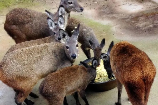 林麝能不能人工养殖,养殖期间每天饲喂3次