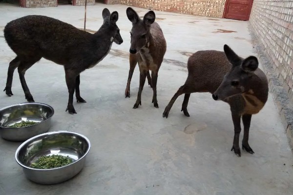 林麝能不能人工养殖,养殖期间每天饲喂3次