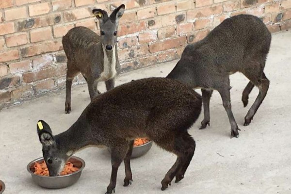 林麝能不能人工养殖,养殖期间每天饲喂3次