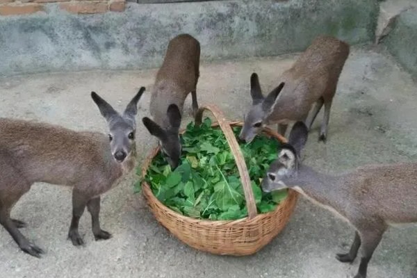 林麝能不能人工养殖,养殖期间每天饲喂3次