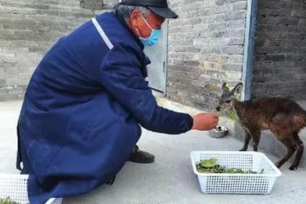 林麝能不能人工养殖,养殖期间每天饲喂3次