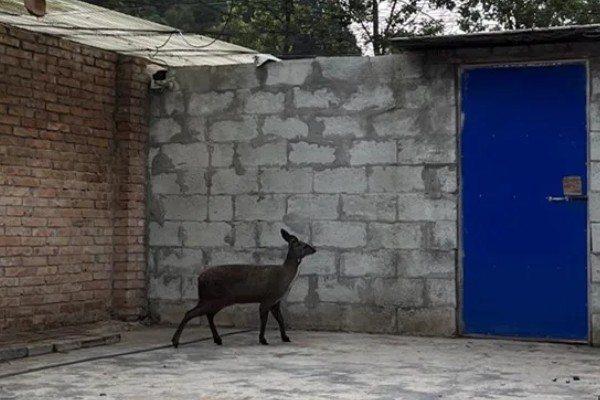 林麝能不能人工养殖,养殖期间每天饲喂3次