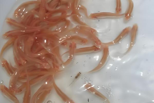 俄罗斯鱼的别称,学名是俄罗斯草鱼也叫金草鱼