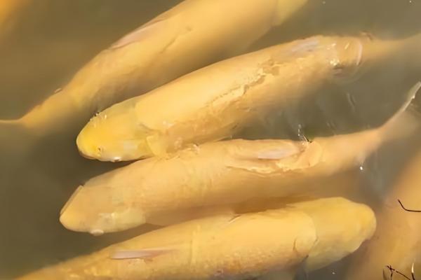 俄罗斯鱼的别称,学名是俄罗斯草鱼也叫金草鱼