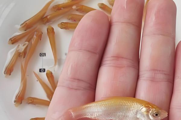 俄罗斯鱼的别称,学名是俄罗斯草鱼也叫金草鱼