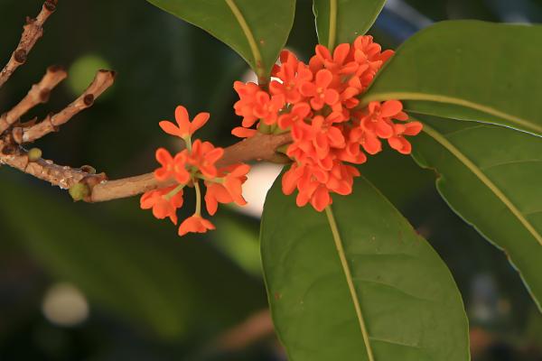桂花酒如何制作,尽可能采摘新鲜的桂花