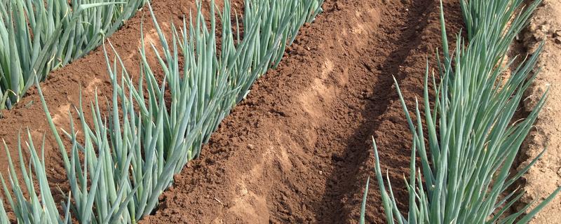 大葱的培土方法，长到30厘米左右可进行培土