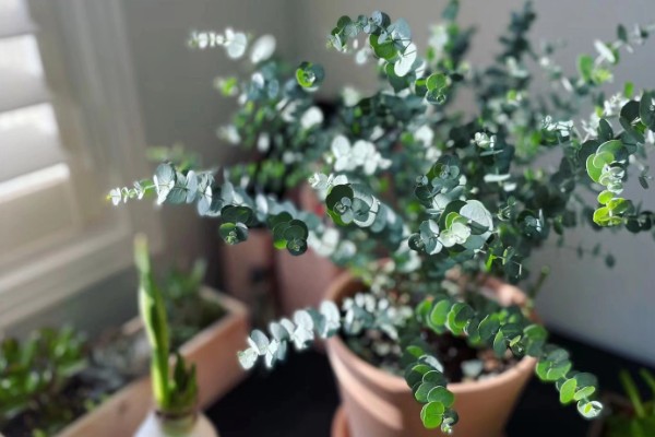 尤加利怎么养殖，生长季节每隔20天追肥一次