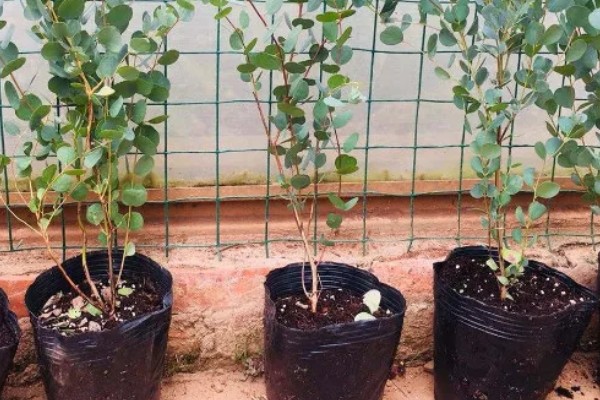 尤加利怎么养殖，生长季节每隔20天追肥一次