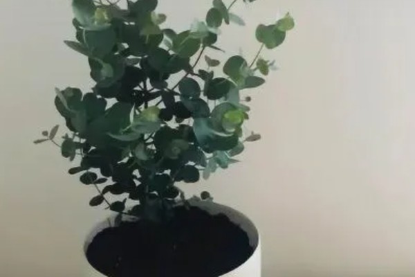 尤加利怎么养殖，生长季节每隔20天追肥一次