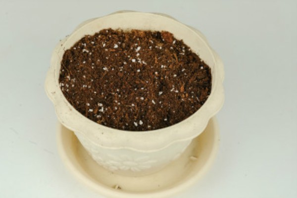 尤加利怎么养殖，生长季节每隔20天追肥一次