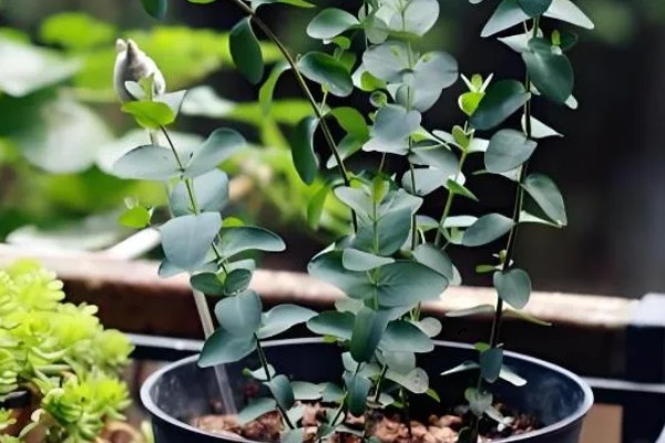 尤加利怎么养殖，生长季节每隔20天追肥一次