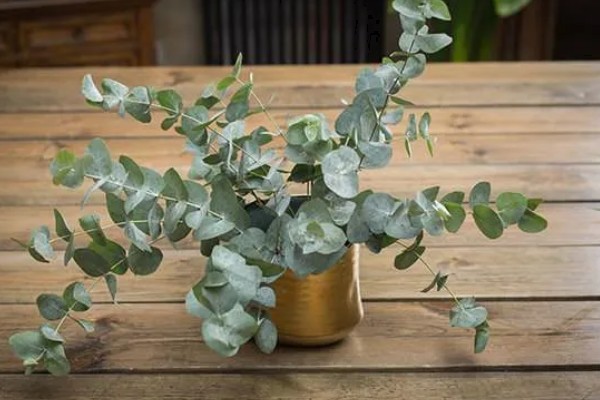 尤加利怎么养殖，生长季节每隔20天追肥一次