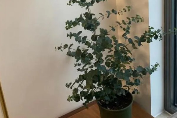 尤加利怎么养殖，生长季节每隔20天追肥一次