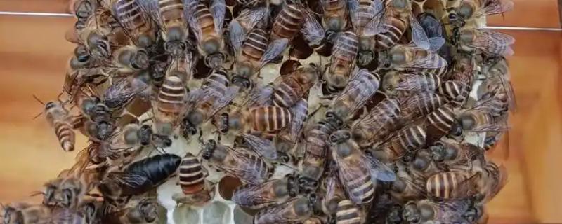 为什么蜂群中要有蜂王，只有蜂王产的卵能培育出新工蜂