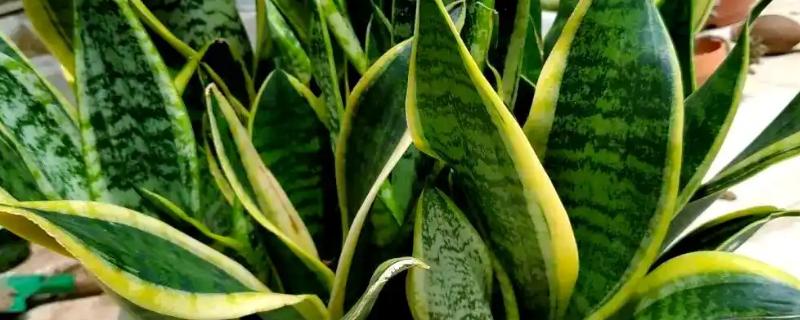 虎皮兰怕不怕晒，虎皮兰不怕晒