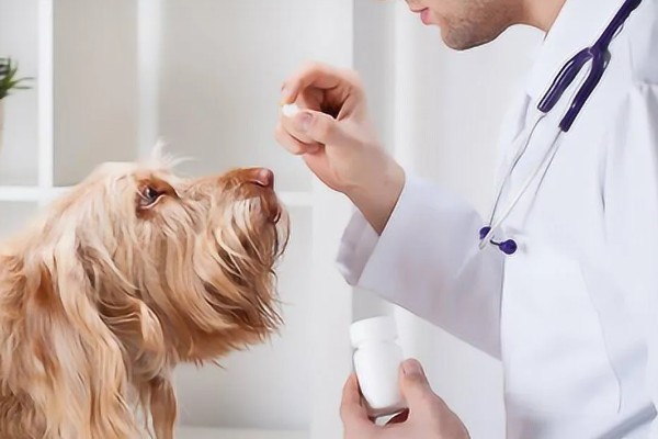 治疗犬传染性肝炎的方法，用干扰素抗击病毒的效果较好