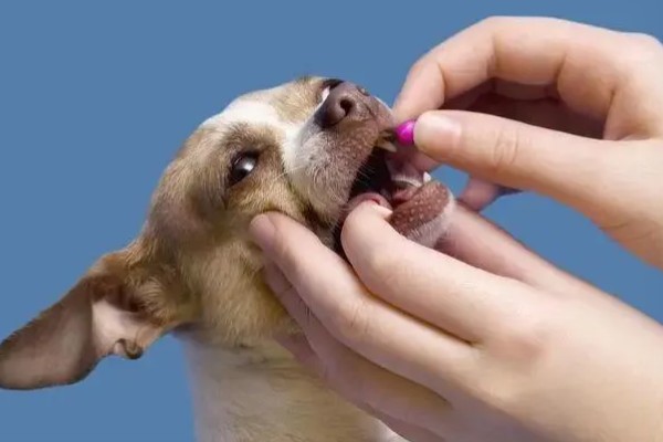 治疗犬传染性肝炎的方法，用干扰素抗击病毒的效果较好