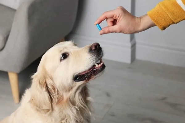 治疗犬传染性肝炎的方法，用干扰素抗击病毒的效果较好