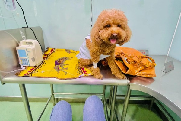 治疗犬传染性肝炎的方法，用干扰素抗击病毒的效果较好