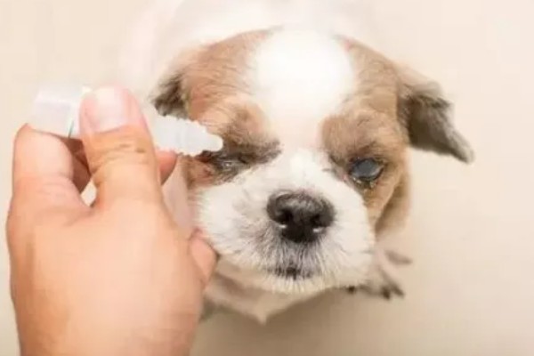 治疗犬传染性肝炎的方法，用干扰素抗击病毒的效果较好