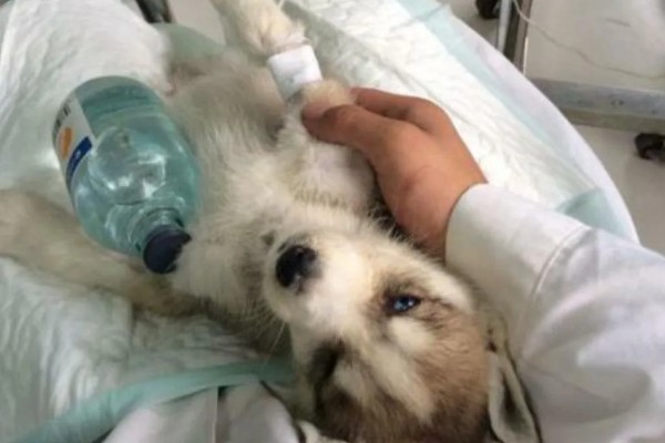 治疗犬传染性肝炎的方法，用干扰素抗击病毒的效果较好