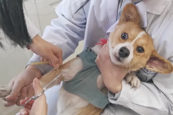 治疗犬传染性肝炎的方法，用干扰素抗击病毒的效果较好