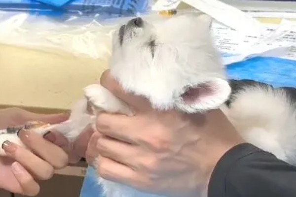 治疗犬传染性肝炎的方法，用干扰素抗击病毒的效果较好