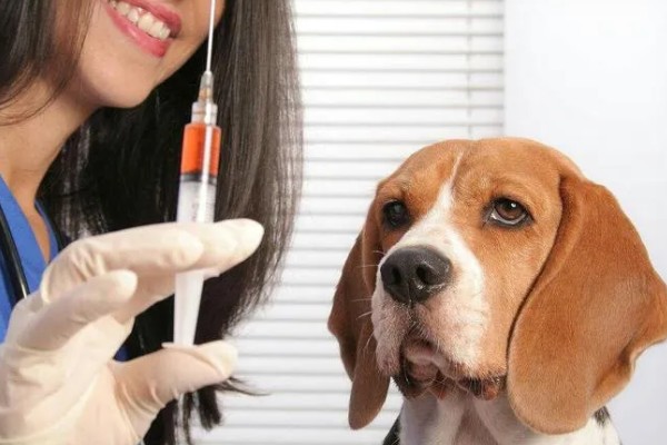 治疗犬传染性肝炎的方法，用干扰素抗击病毒的效果较好