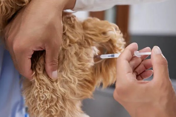 治疗犬传染性肝炎的方法，用干扰素抗击病毒的效果较好