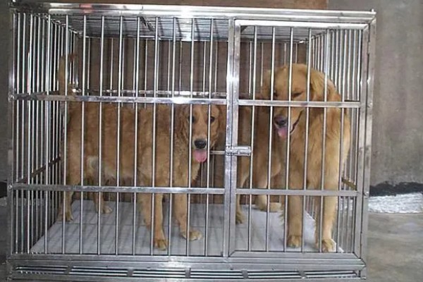 治疗犬传染性肝炎的方法，用干扰素抗击病毒的效果较好