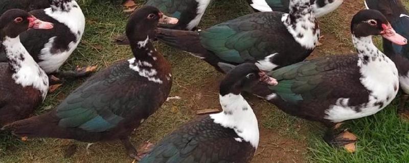 番鸭的养殖方法，雏鸭期的温度控制在30-22℃